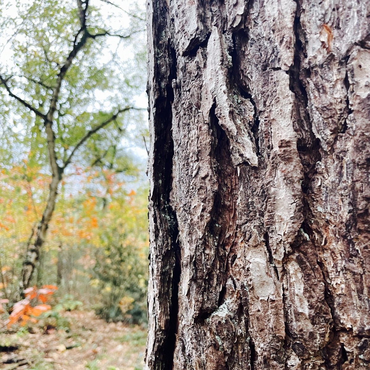 ups & downs (met&nbsp;autisme)